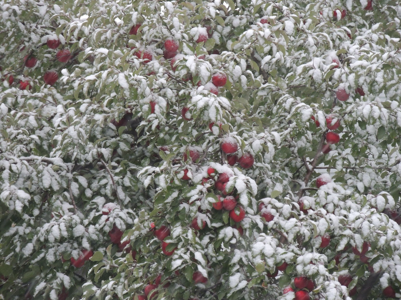 Snowy Apples